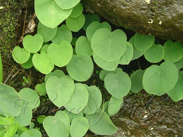 Shield Leaf Ariopsis
